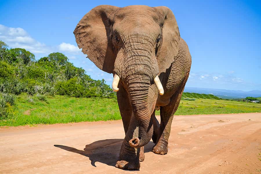 Port Elizabeth: Schotia Game Reserve Safari with Port Pickup - Why Schotia is a good choice from Port Elizabeth