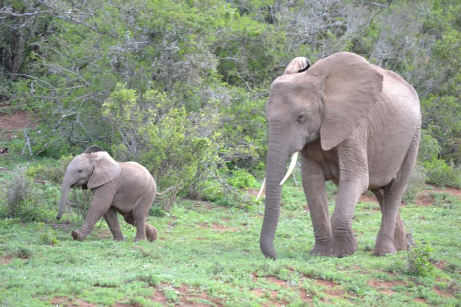 Port Elizabeth: Schotia Game Reserve Safari with Port Pickup - Guides who add real value