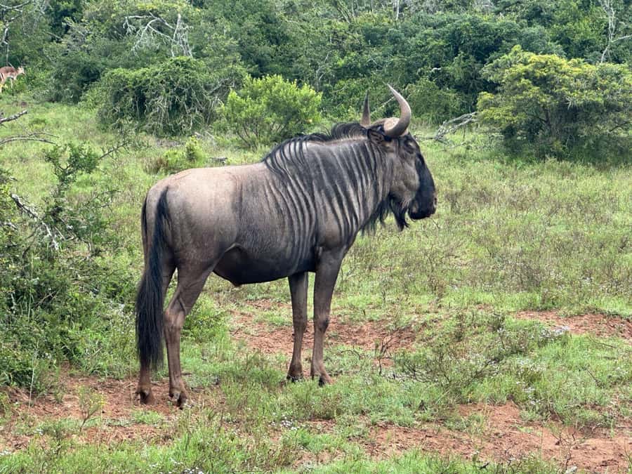 Port Elizabeth: Schotia Game Reserve Safari with Port Pickup - Snacks, drinks, and the midday break