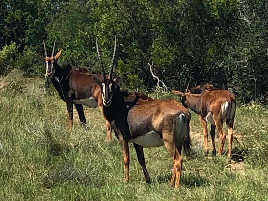 Port Elizabeth: Schotia Game Reserve Safari with Port Pickup - Who will enjoy this safari most