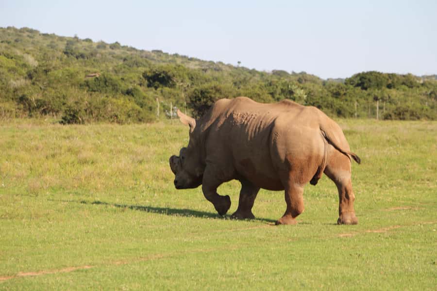 Port Elizabeth: Schotia Private Game Reserve Safari - Key things to know before you book