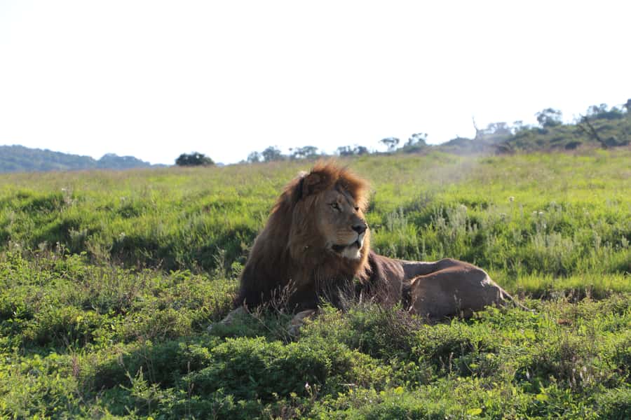 Port Elizabeth: Schotia Private Game Reserve Safari - Your first two-hour game drive