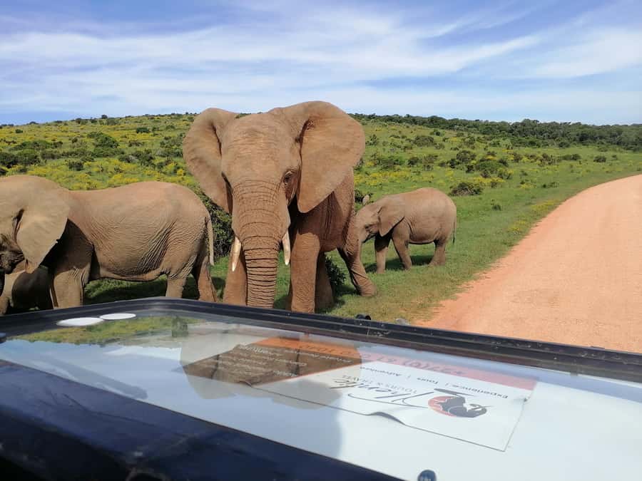 Port Elizabeth: Schotia Private Game Reserve Safari - The refreshment break: 15 minutes with a practical purpose
