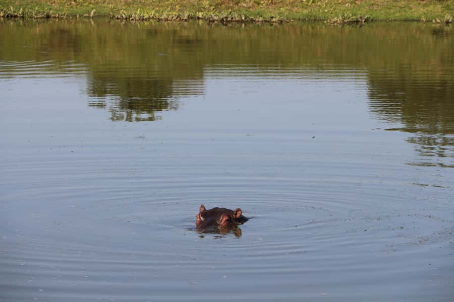 Port Elizabeth: Schotia Private Game Reserve Safari - The ride from Kirkwood, Addo, or Port Elizabeth