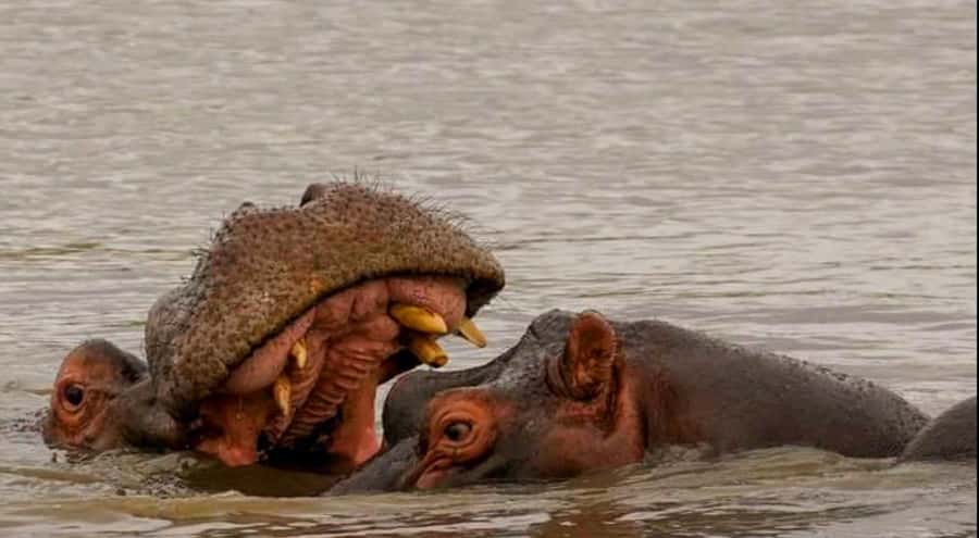 Port Elizabeth: Schotia Safaris Game Reserve Safari - Key points to know before you book