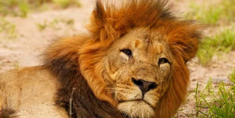 Port Elizabeth: Schotia Safaris Game Reserve Safari - Why Schotia works for a Port Elizabeth safari