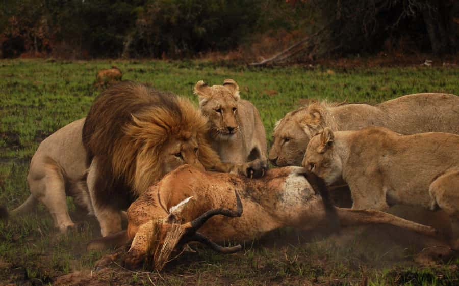 Port Elizabeth: Schotia Safaris Game Reserve Safari - The five-hour route through Schotia