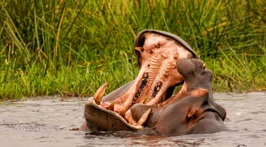 Port Elizabeth: Schotia Safaris Game Reserve Safari - Beyond elephants and lions