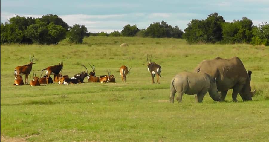 Port Elizabeth: Schotia Safaris Game Reserve Safari - What the open vehicle adds