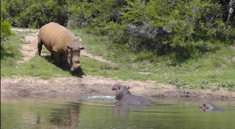 Port Elizabeth: Schotia Safaris Game Reserve Safari - How the tour performed according to its strongest feedback