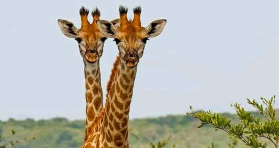 Port Elizabeth: Schotia Safaris Game Reserve Safari - Who should book this safari