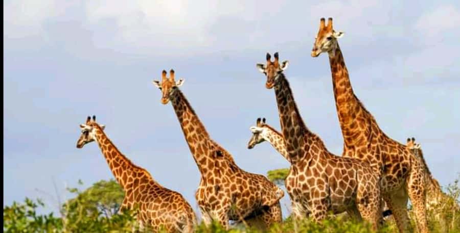 Port Elizabeth: Schotia Safaris Game Reserve Safari - Getting from your hotel to the reserve