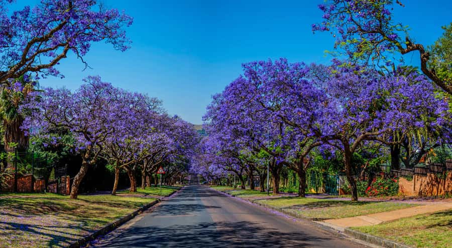 Pretoria: Pretoria City and Lion Park Tour - The Lion Park game drive and its mix of animals