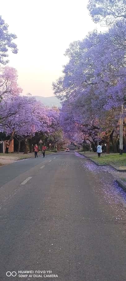 Pretoria: Pretoria City Tour and Cullinan Diamond Mine Tour - 10:45 am at Church Square