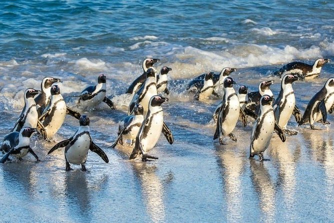 Private 2-Day Cape Town Highlights: Robben Island,Table Mountain Tickets & Wine - Robben Island brings the political story into focus