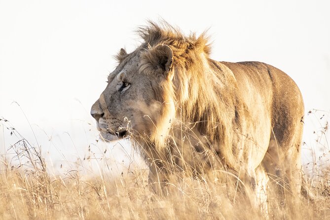 Private 5-Hour Lion Park Tour from Johannesburg or Pretoria - Key points to know before booking