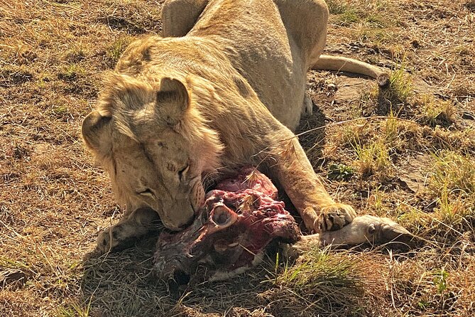 Private 5-Hour Lion Park Tour from Johannesburg or Pretoria - Cheetahs, hyenas, and wild dogs add variety