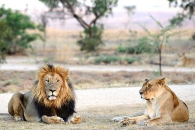 Private 5-Hour Lion Park Tour from Johannesburg or Pretoria