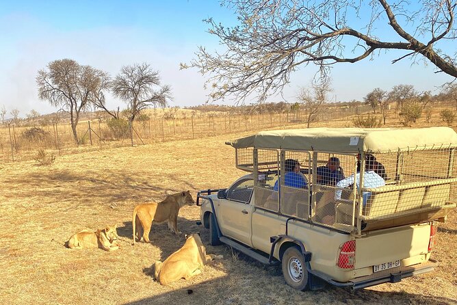 Private 5-Hour Lion Park Tour from Johannesburg or Pretoria - Cub World and the appeal of young lions