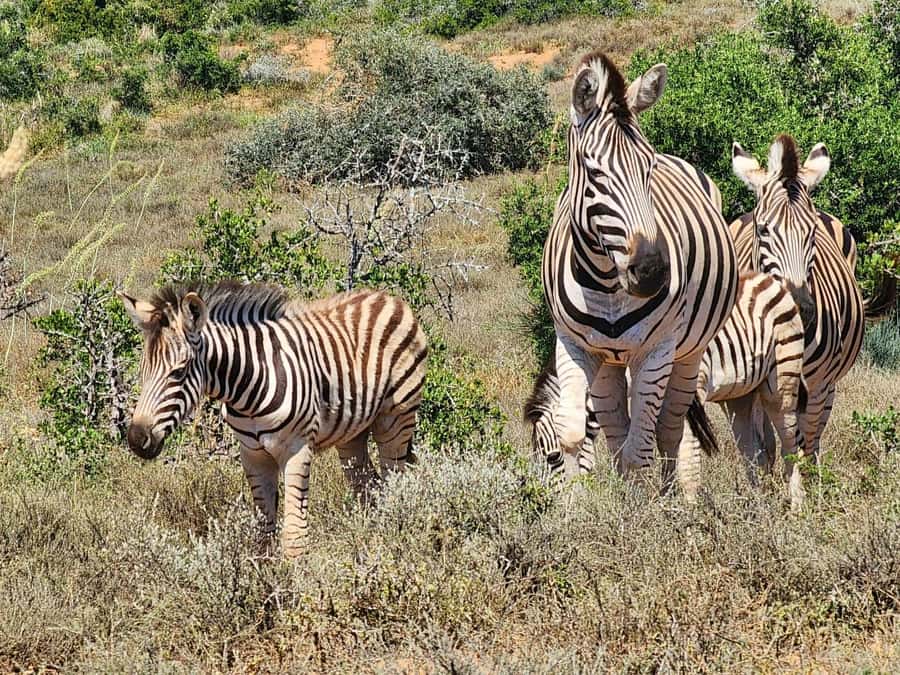 Private Addo Elephant National Park Half Day Tour - Key points at a glance