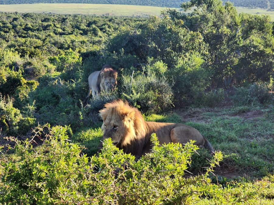 Private Addo Elephant National Park Half Day Tour - Booking flexibility and useful planning details