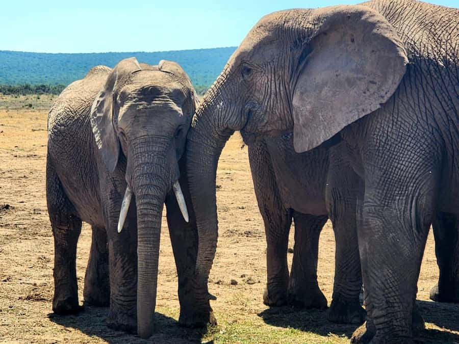 Private Addo Elephant National Park Half Day Tour - Why a private Addo safari makes sense
