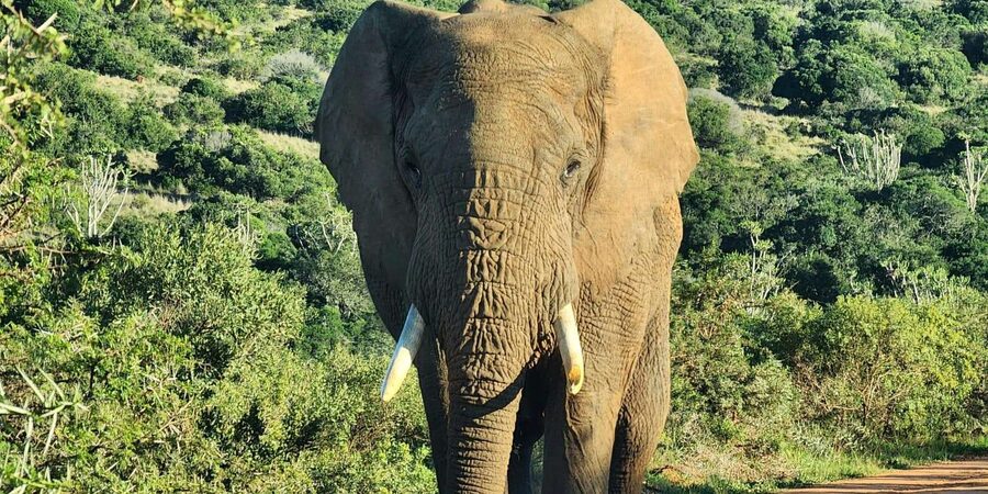 Private Addo Elephant National Park Half Day Tour - Five hours among Addo’s wild animals