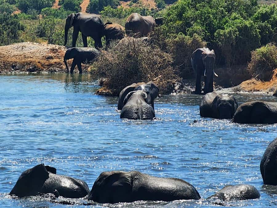Private Addo Elephant National Park Half Day Tour - How Alan changes the quality of the drive