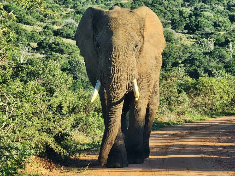 Private Addo Elephant National Park Half Day Tour - Tea, scenic roads, and lunch at Cattle Baron
