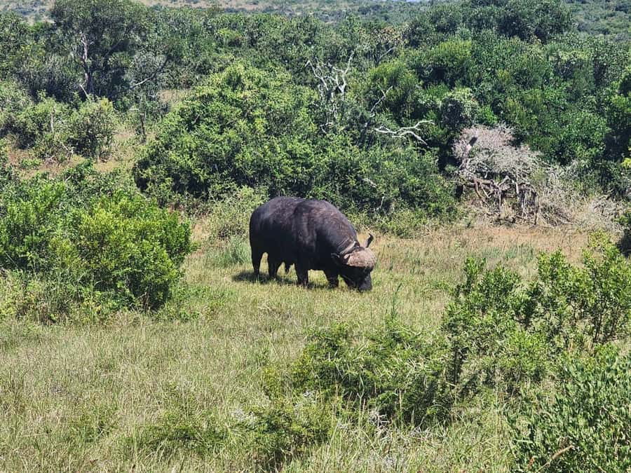 Private Addo Elephant National Park Half Day Tour - The real value of $174 per person