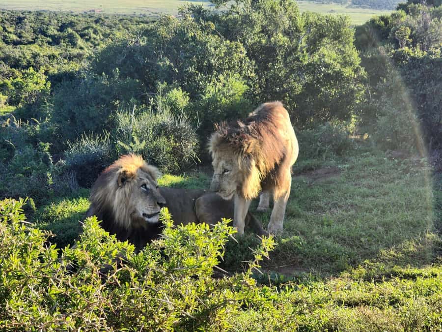 Private Addo Elephant National Park Half Day Tour - Who will enjoy this half-day tour most