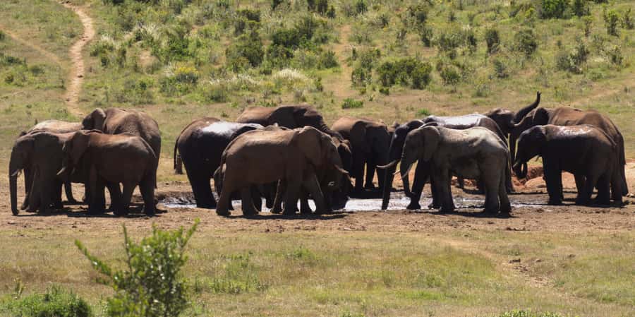 Private Addo & Schotia Full Day Tour - Key points to know before you book