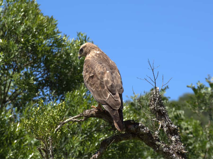 Private Addo & Schotia Full Day Tour - Why combine Addo and Schotia in one day?
