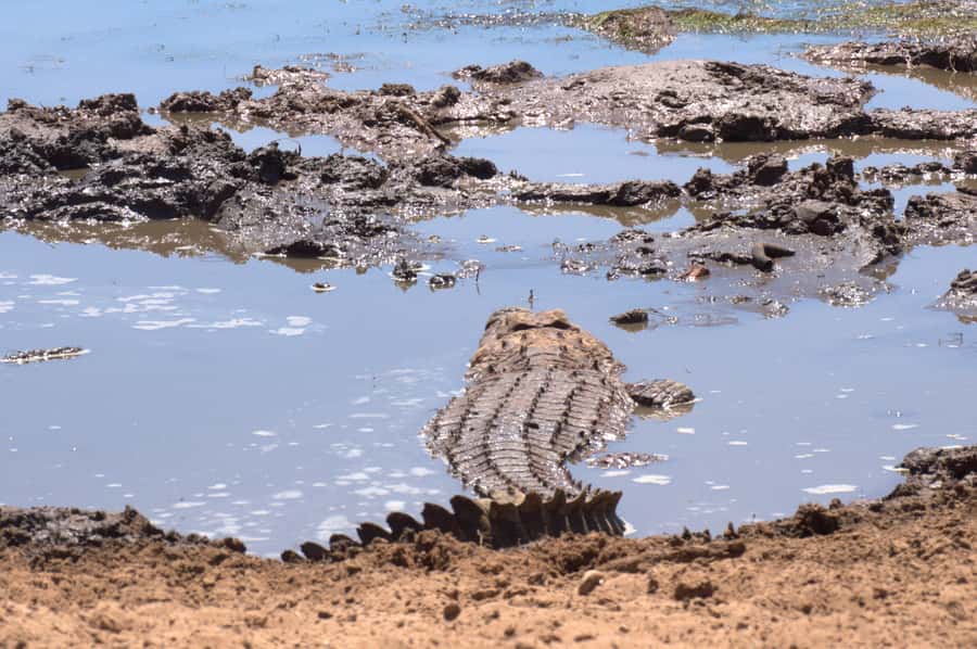 Private Addo & Schotia Full Day Tour - Five hours among Addo’s elephants and buffalo