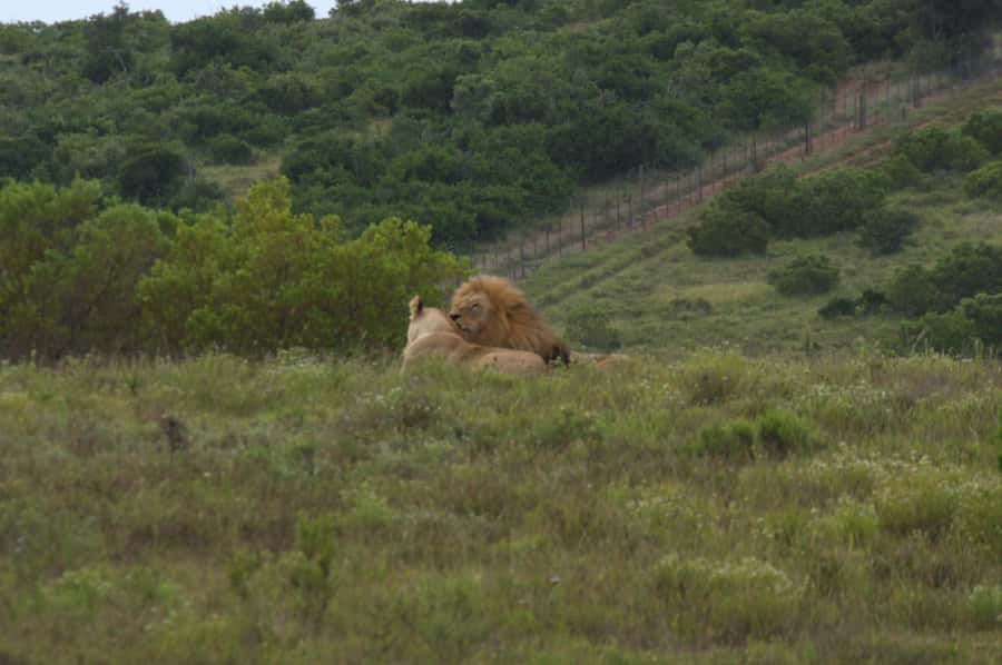 Private Addo & Schotia Full Day Tour - An afternoon drive at Schotia Game Reserve