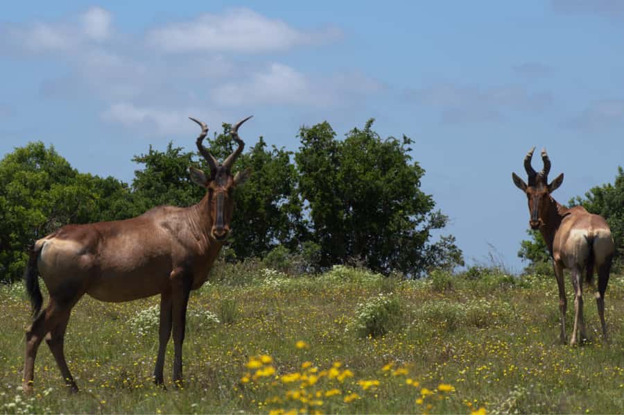 Private Addo & Schotia Full Day Tour - A boma dinner gives the day a proper finish