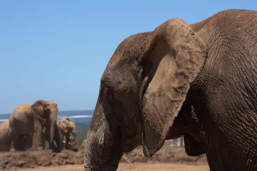 Private Addo & Schotia Full Day Tour - What the $467 price really covers