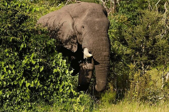 Private Big 5 Safari at Aquila Game Reserve from Cape Town - The morning pickup from central Cape Town
