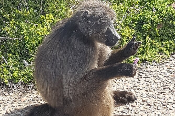 Private Cape of Good Hope and Penguins Full-Day (Sightseeing Guided) - Noordhoek Farm Village adds a useful pause