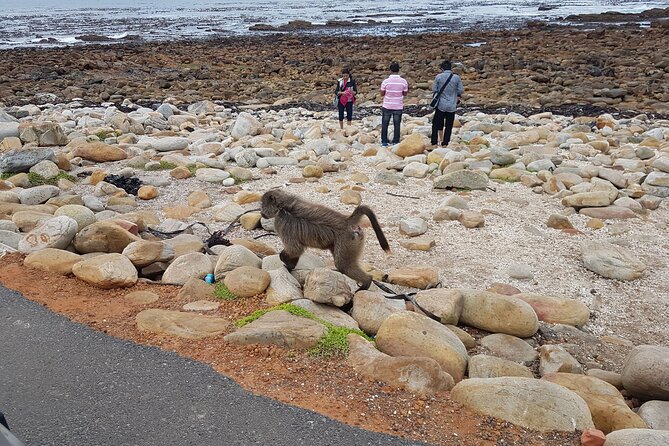 Private Cape of Good Hope and Penguins Full-Day (Sightseeing Guided) - Cape of Good Hope is brief but essential