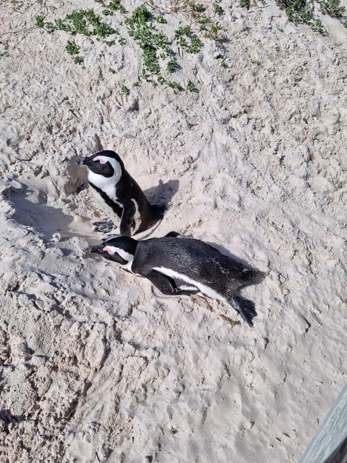 Private Cape of Good Hope and Penguins Full-Day Tour - Key points at a glance