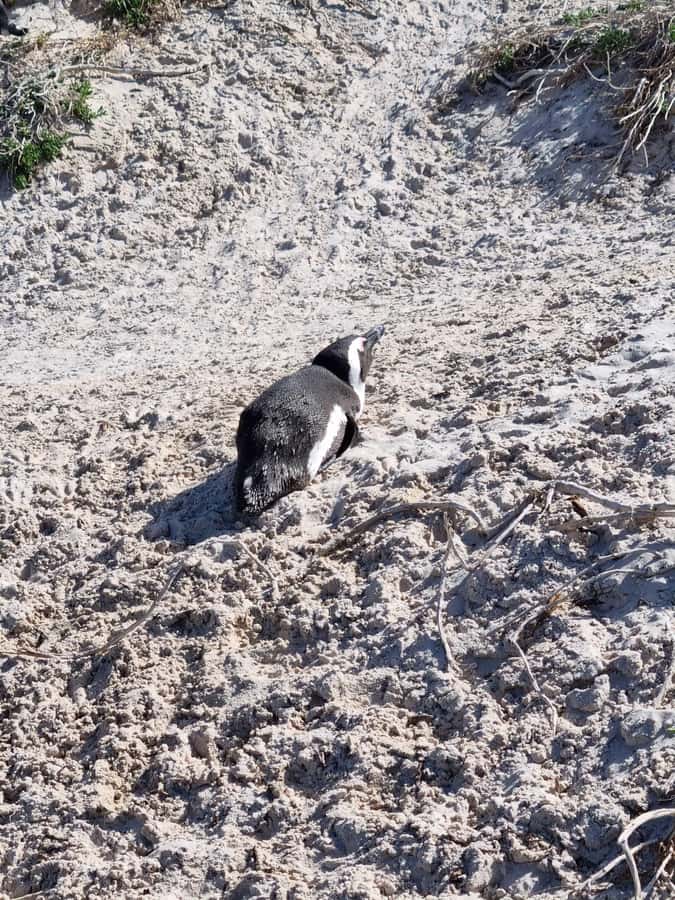 Private Cape of Good Hope and Penguins Full-Day Tour - Why this private route works well