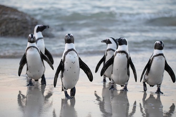 Private Cape of Good Hope and Penguins Tour with Luxury Mercedes or BMW Vehicle - Hout Bay offers seals or local shopping