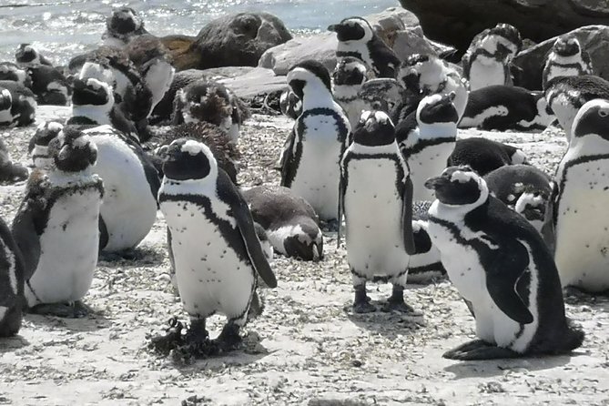 Private Cape of Good Hope Cape Point Penguin Kirstenbosch Tour. - The Return Through Scarborough and Misty Cliffs