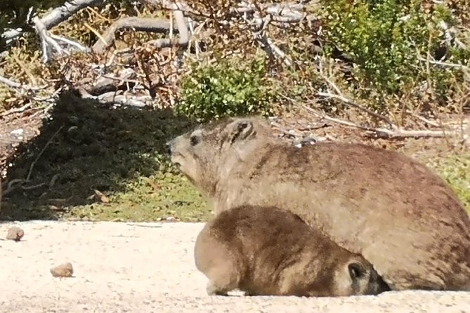 Private Cape of Good Hope Cape Point Penguins KirstenboschTour. - Boulders Beach puts African penguins at the center