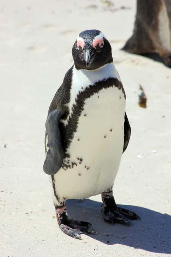 Private Cape of Good Hope Guided Tour - Simon’s Town is your lunch stop