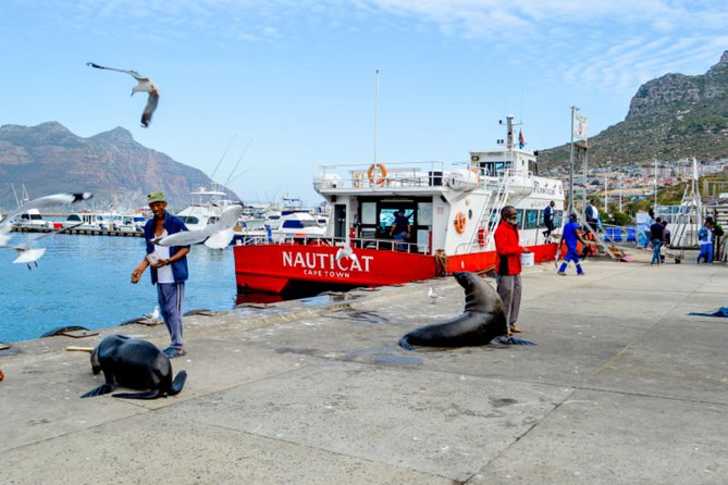 Private Cape of Good Hope Sightseeing and African Penguin Tour - Simon’s Town, Kalk Bay, and Muizenberg round out the return