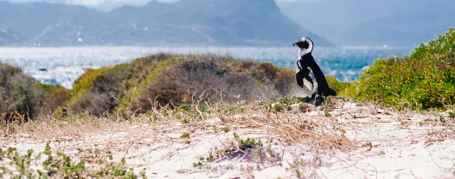 Private Cape Peninsula Half-Day Tour with Penguins - Cape Point and the New Cape Point Lighthouse