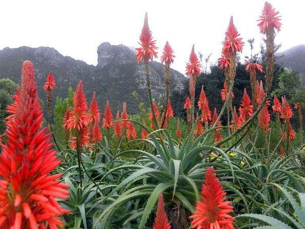 Private Cape Peninsula + Kirstenbosch Garden Full Day Guided Tour - Five things to know before booking
