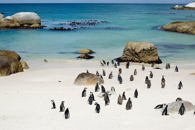 Private Cape Peninsula + Kirstenbosch Garden Full Day Guided Tour - Cape Point Nature Reserve and the lighthouse climb